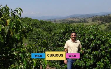 BRAZIL | Fazenda Santa Rosa | Red Bourbon | Natural - Image 2