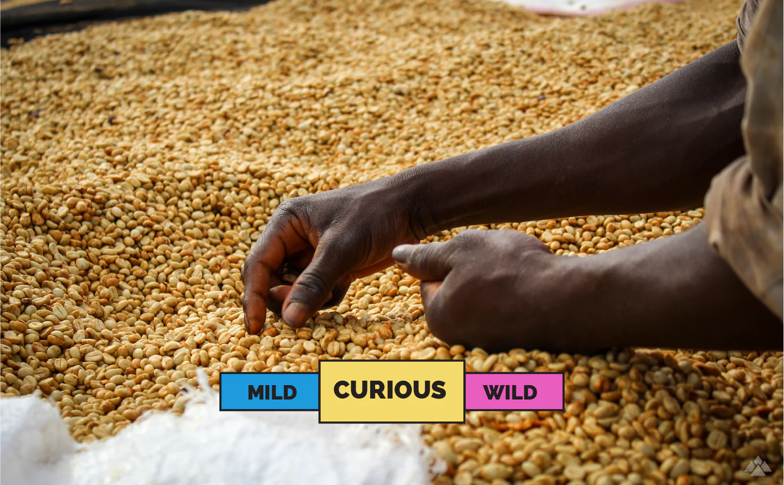 BURUNDI | Gakenke | Red Bourbon | Honey - Image 2