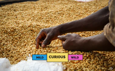 BURUNDI | Kibingo | Red Bourbon | Honey - Image 2