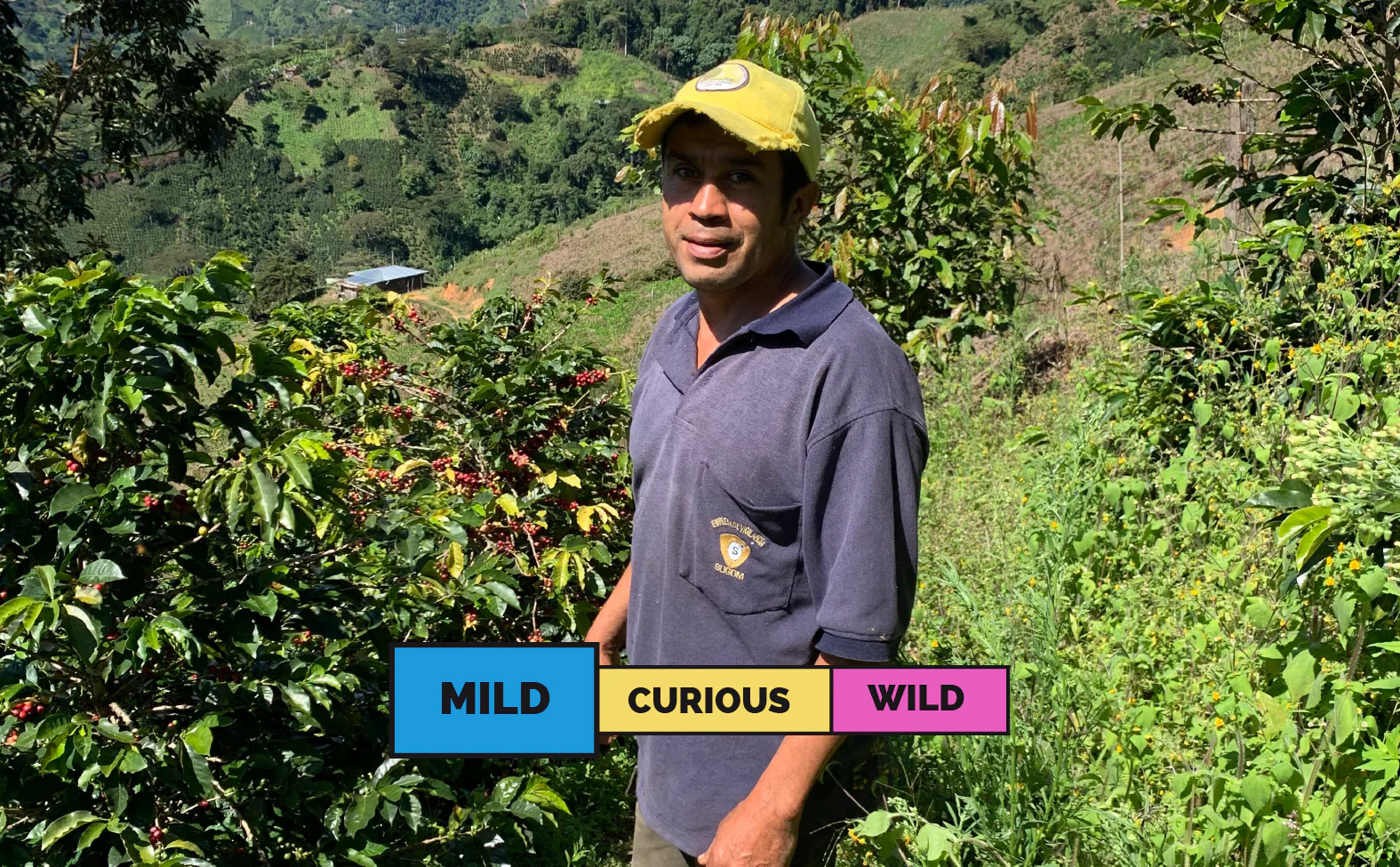 COLOMBIA | Gaitania | Caturra & Typica | Washed - Image 2