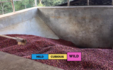 ETHIOPIA | Abana Estate | Anderacha | Heirloom | Natural - Image 2