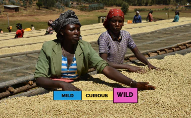 ETHIOPIA | Haru Welabu | Heirloom | Anaerobic Natural - Image 2