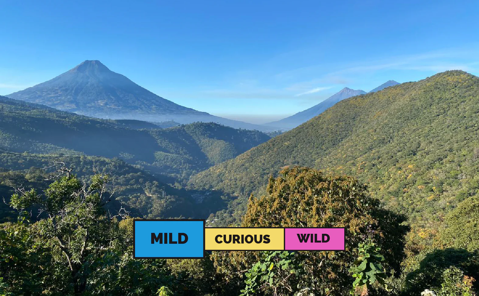 GUATEMALA | Farms of Antigua | Bourbon & Catuai | Washed - Image 2