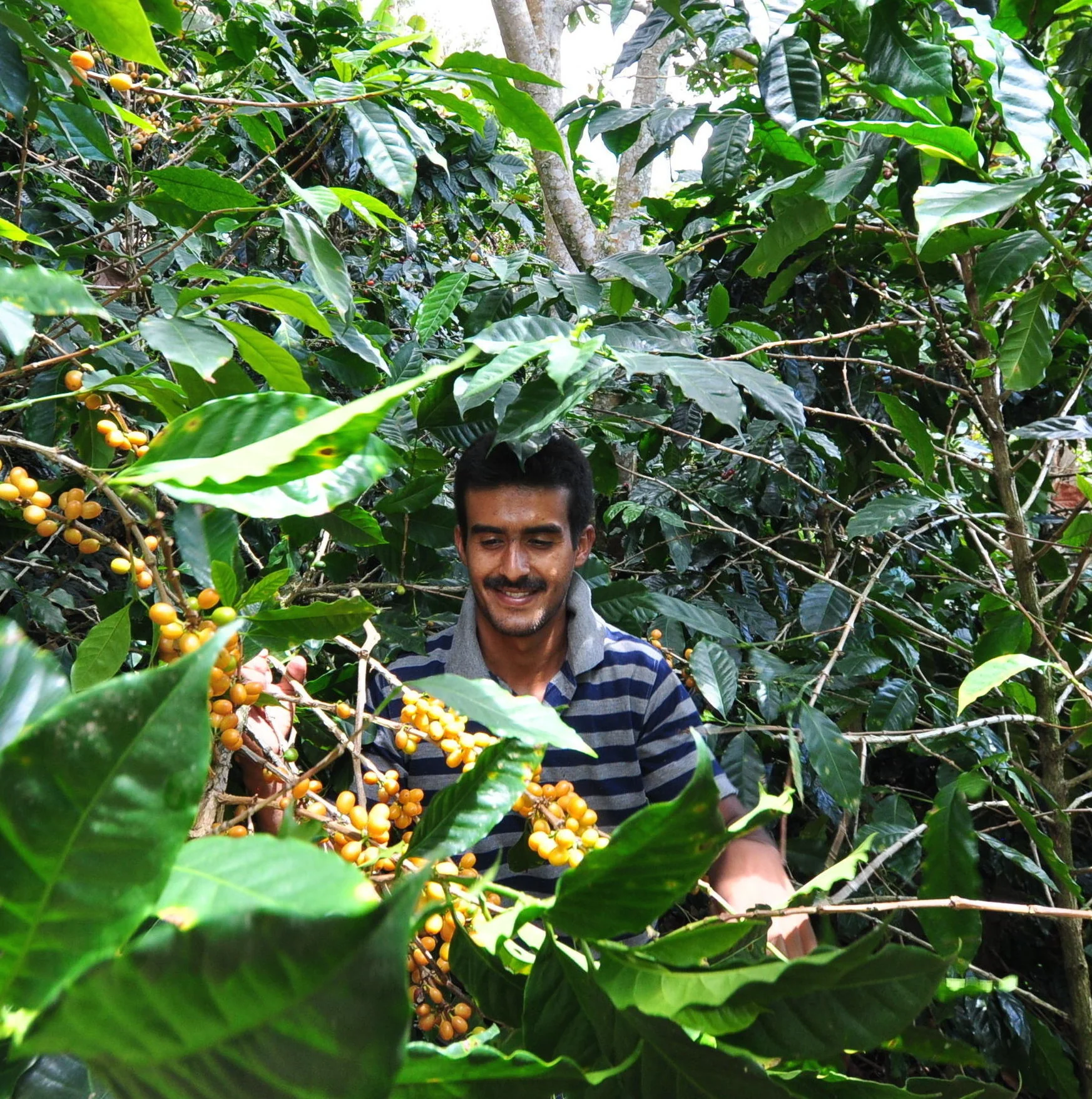 HONDURAS | Nahun Fernandez | Yellow Catuai | Washed