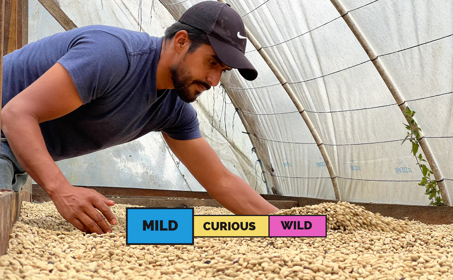 HONDURAS | Nahun Fernandez | Pacas | Washed - Image 2