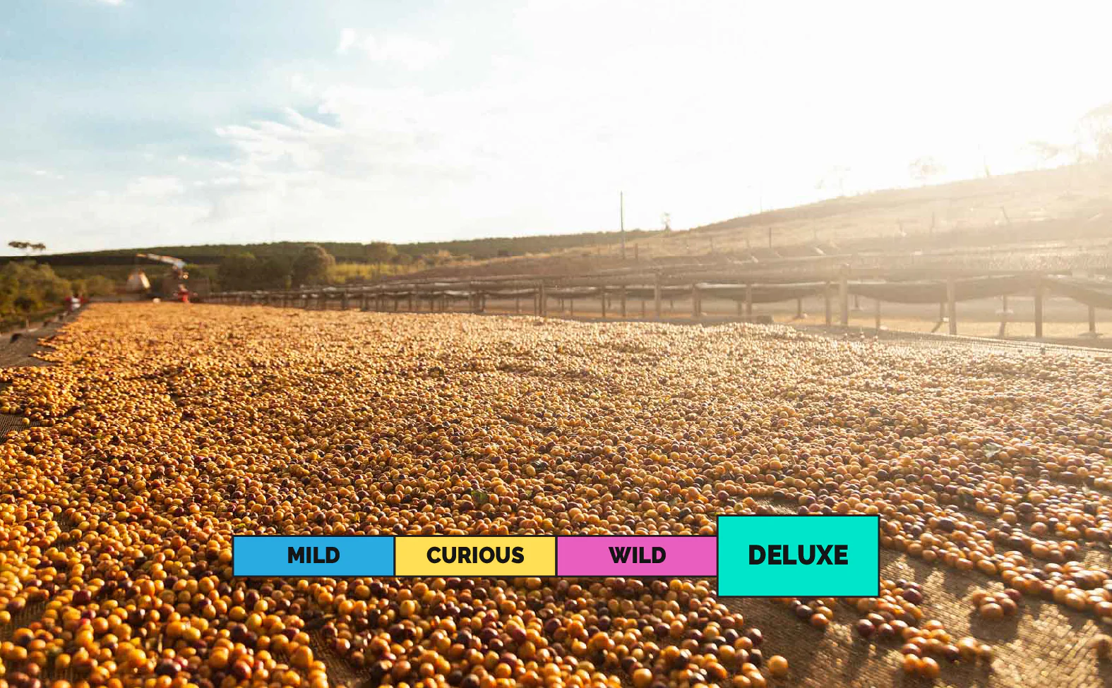 LIMITED | BRAZIL | Fazenda Rio Verde | 3rd Place Cup of Excellence | Geisha | Natural - Image 2