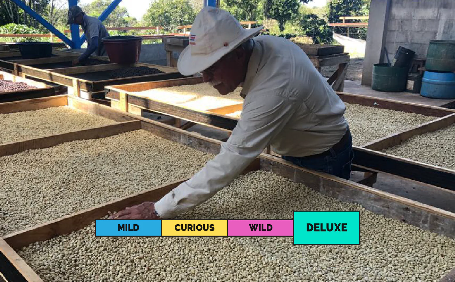 LIMITED | COSTA RICA | Alto de Abra | Geisha | Anaerobic Washed - Image 2