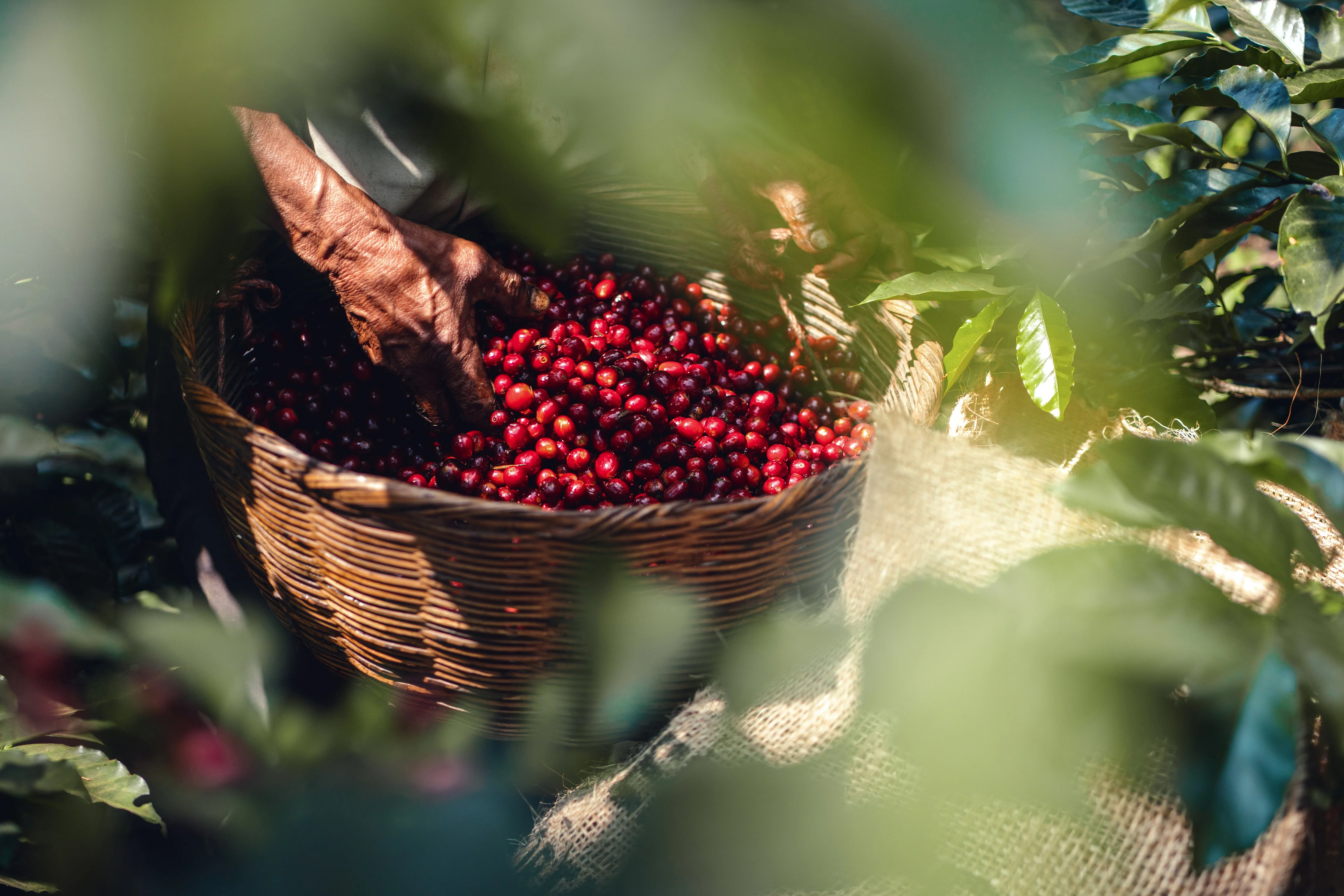 LIMITED | EL SALVADOR | Los Bellotos | Bernardina | Washed | 100gm tin - Image 2