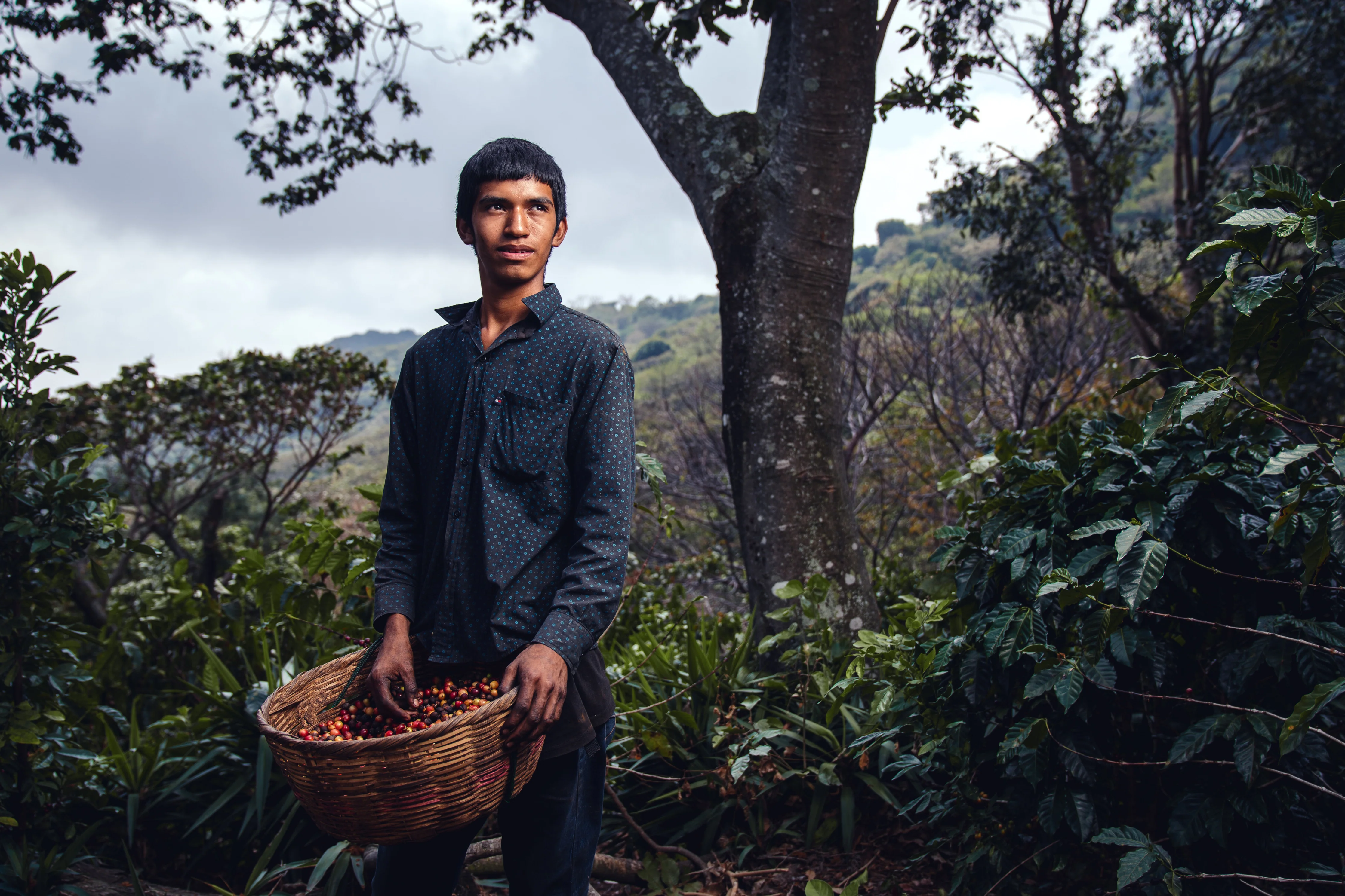 LIMITED | EL SALVADOR | Los Bellotos | Bernardina | Washed | 100gm tin - Image 3