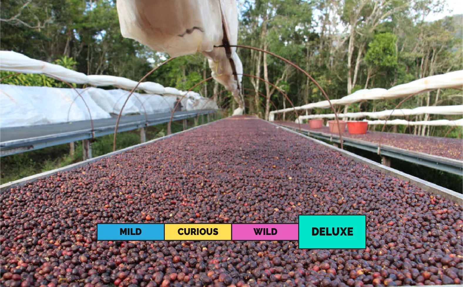 LIMITED | PANAMA | Finca Momoto | Afrocina | Natural - Image 2
