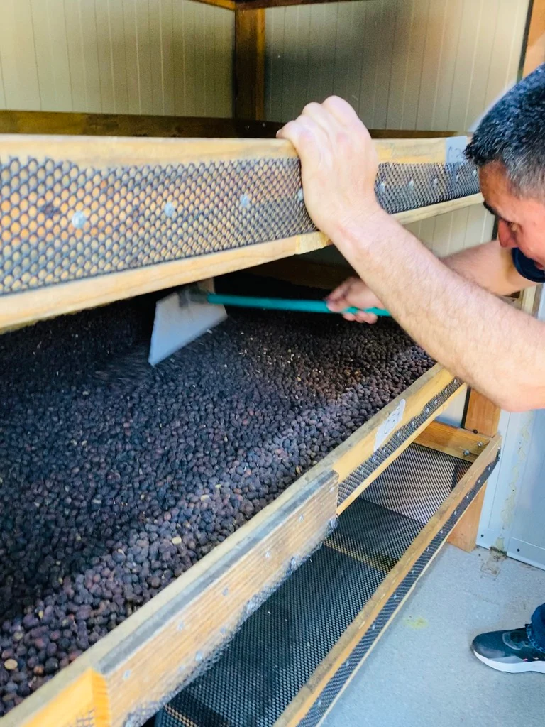 LIMITED | PANAMA | Finca Sophia | La Roca | Best of Panama #2 | Geisha | Natural - Image 4