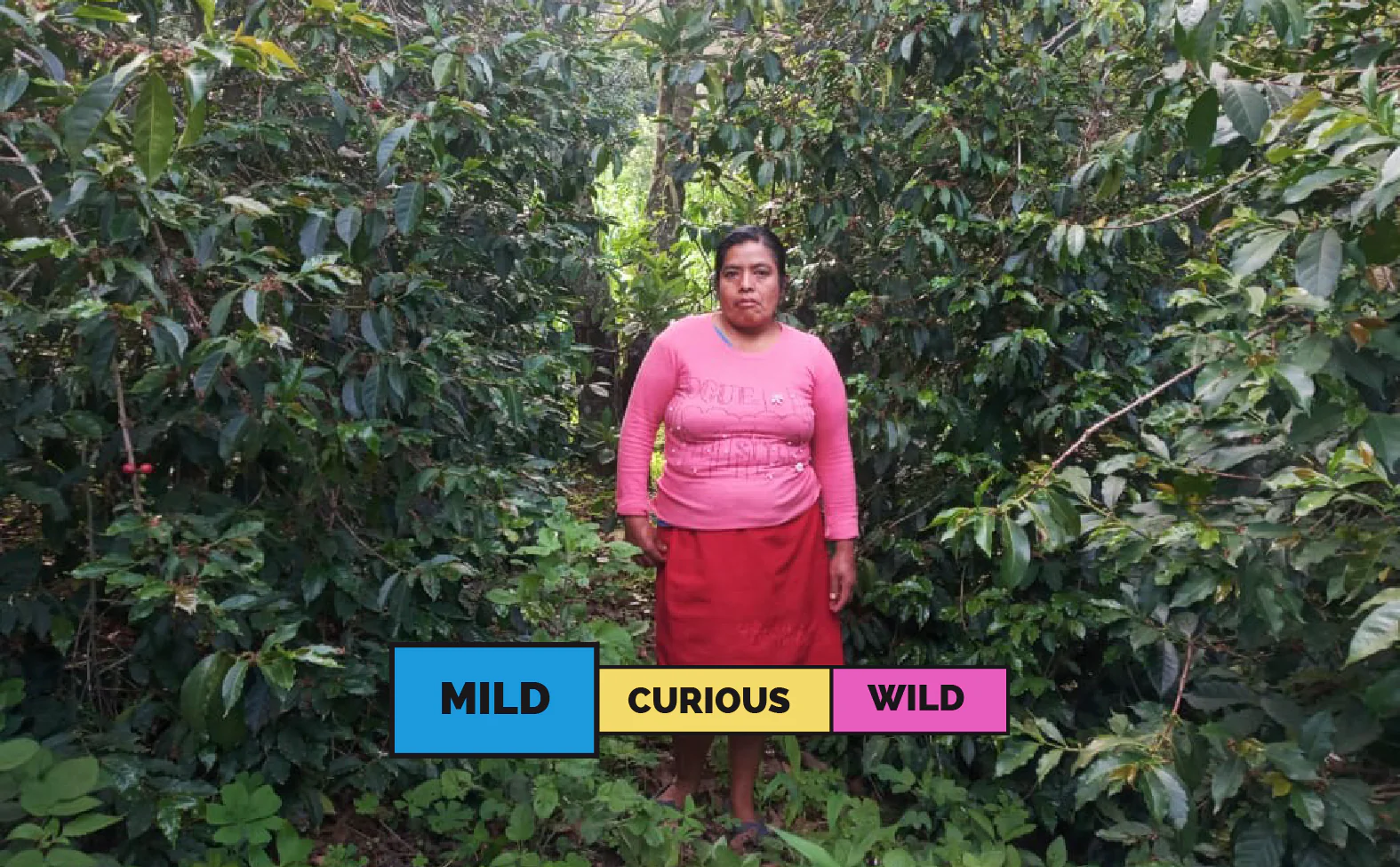 MEXICO | Las Tejedoras | Typica & Bourbon | Washed - Image 2